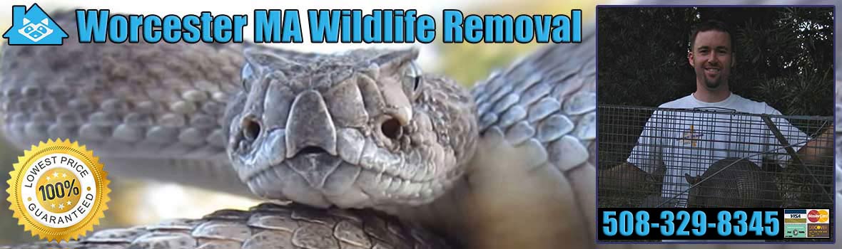 Worcester Wildlife and Animal Removal